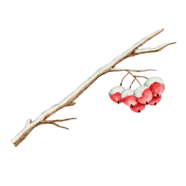 Transparent Common Holly Tree Twig Fruit for Christmas