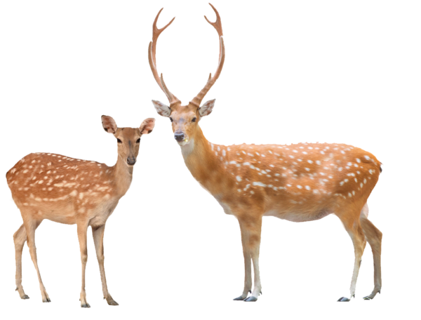 Transparent Deer Chital Red Deer Wildlife Musk Deer for Christmas