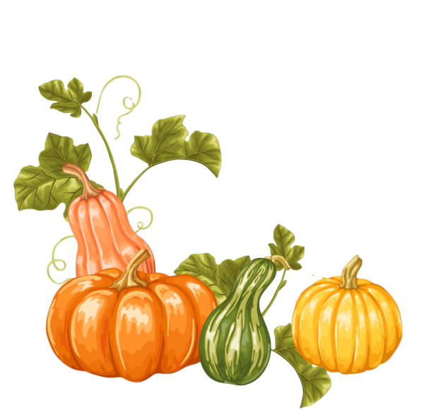 Transparent Thanksgiving Natural foods Vegetable Cucurbita for Thanksgiving Pumpkin for Thanksgiving