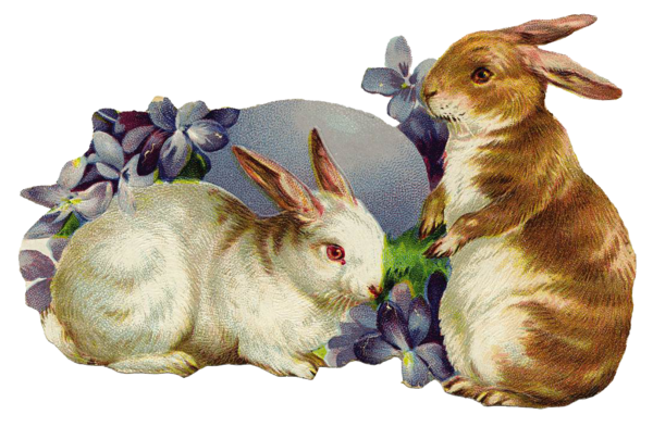 Transparent Easter Bunny Rabbit Easter Rabbits And Hares for Easter