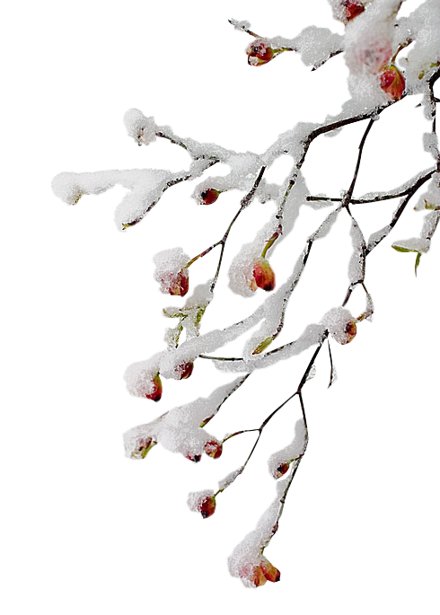 Transparent Christmas Bmp File Format Animation Plant Flower for Christmas