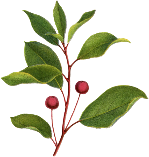Transparent De Historia Stirpium Commentarii Insignes Flower American Holly Plant Leaf for Christmas