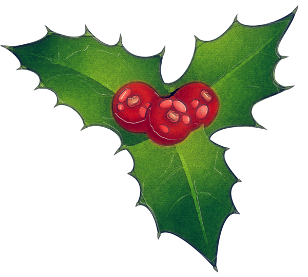 Transparent Holly Leaf American Holly for Christmas