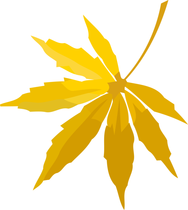 Transparent Thanksgiving Leaf Yellow Plant for Fall Leaves for Thanksgiving