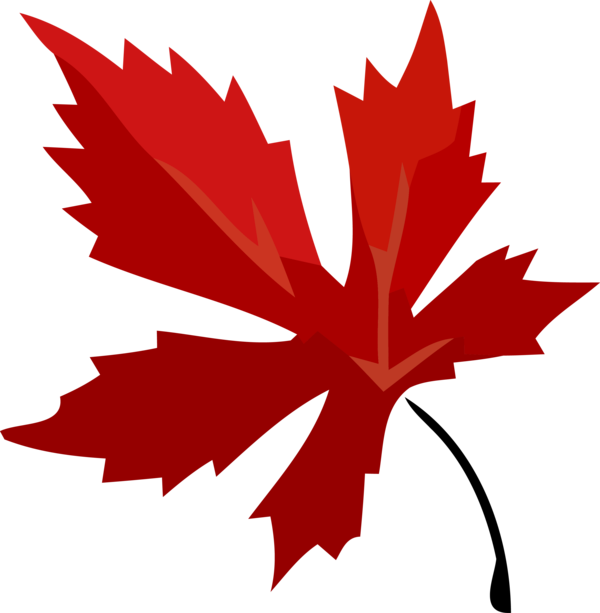 Transparent Thanksgiving Leaf Maple leaf Tree for Fall Leaves for Thanksgiving