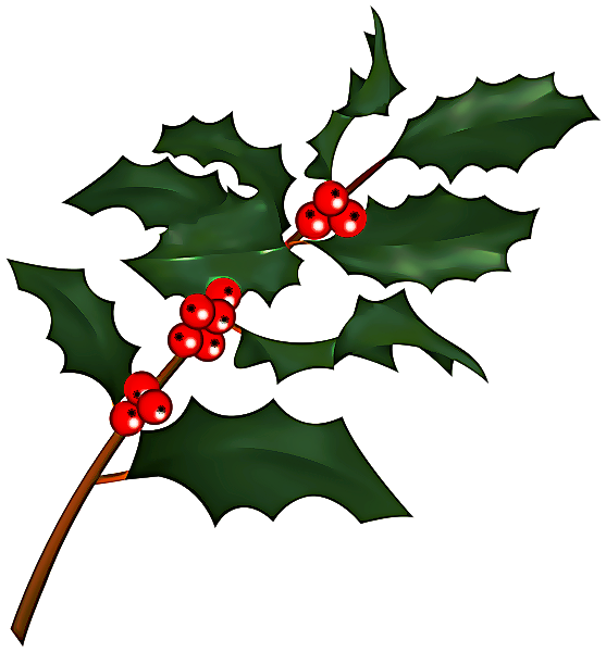 Transparent Holly American Holly Plant for Christmas
