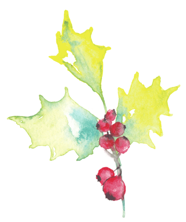 Transparent Holly Aquifoliales Tree Leaf Flora for Christmas