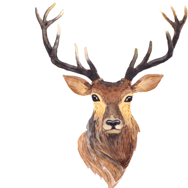 Transparent Deer White Tailed Deer Watercolor Painting Elk Wildlife for Christmas