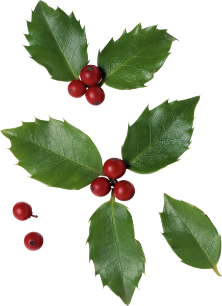 Transparent Cranberry Berry Holly Aquifoliaceae for Christmas