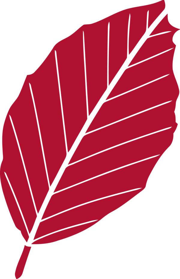 Transparent Thanksgiving Leaf Line Red for Fall Leaves for Thanksgiving