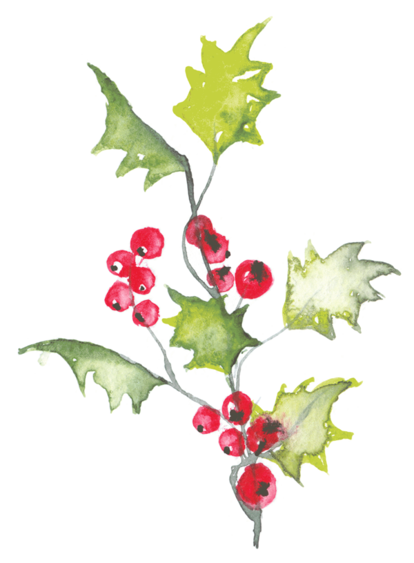 Transparent Holly Watercolor Painting Aquifoliales Plant for Christmas