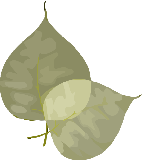 Transparent Bodhi Day Pear Leaf Tree for Bodhi for Bodhi Day