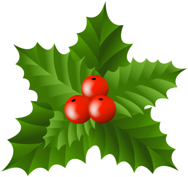 Transparent Christmas Holly Drawing Plant Leaf for Christmas