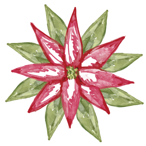 Transparent Ilex Cornuta Christmas Plant Flower for Christmas