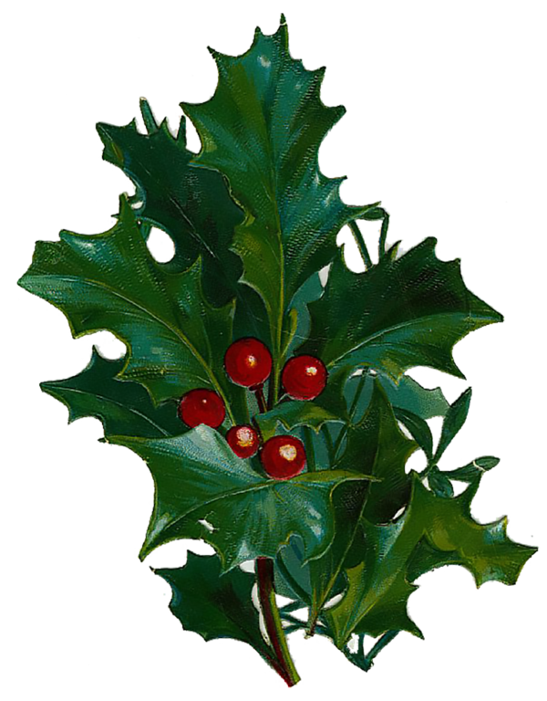 Transparent Aquifoliales Common Holly Christmas Aquifoliaceae Leaf for Christmas