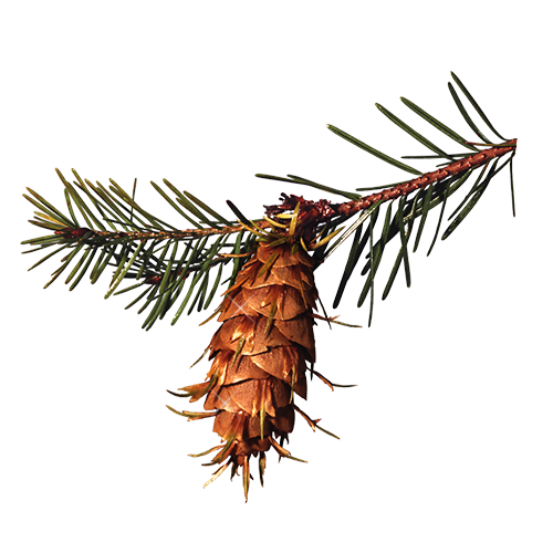Transparent Pine Spruce Conifer Cone Pine Family Twig for Christmas