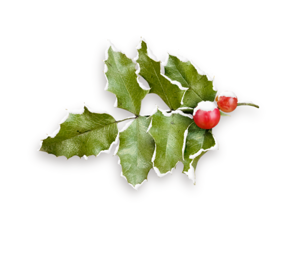 Transparent Common Holly Raster Graphics Aquifoliales Plant Leaf for Christmas