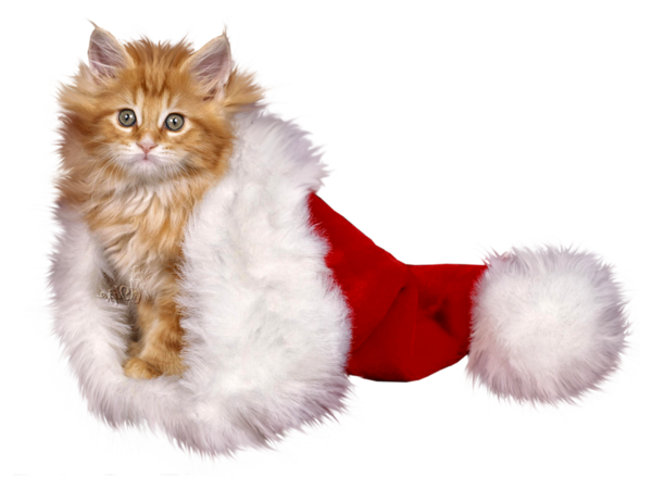 Transparent Whiskers Kitten Cat Fur for Christmas
