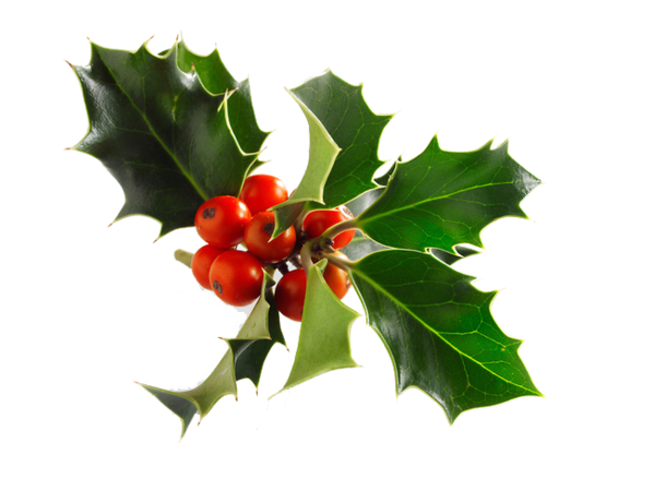 Transparent Common Holly Christmas Alamy Plant Fruit for Christmas