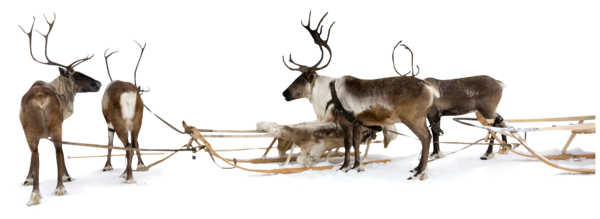 Transparent Reindeer Sled Deer Wildlife for Christmas