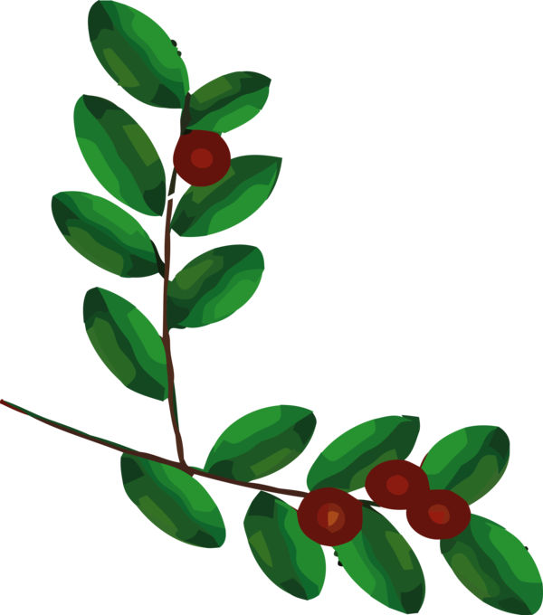 Transparent Christmas Leaf Plant Flower for Holly for Christmas