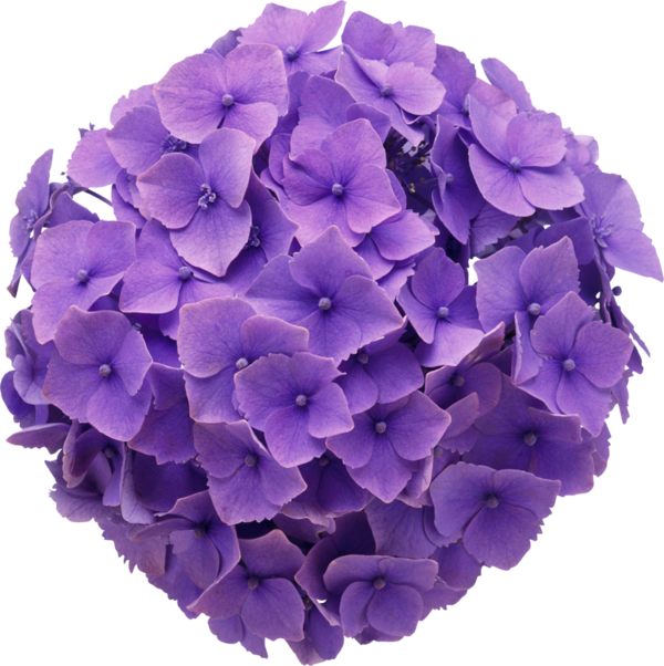 Transparent Floral Design Flower Purple Blue for Valentines Day