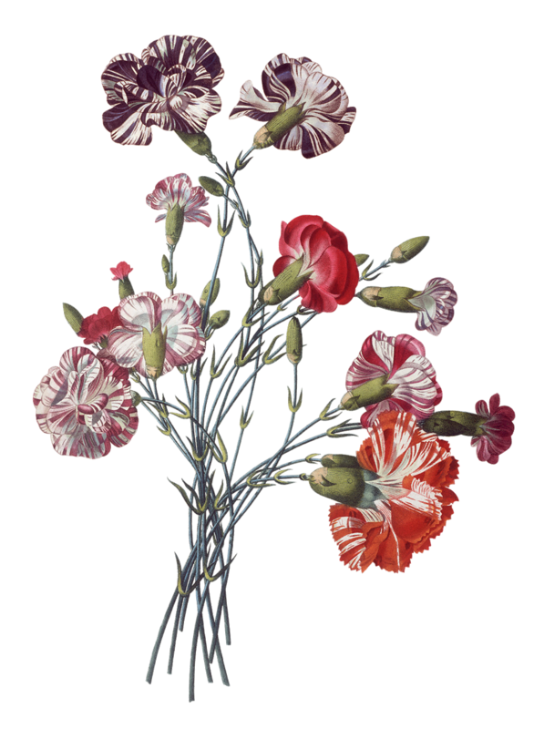 Transparent Flower Illustration Flower Floral Design Cut Flowers for Valentines Day