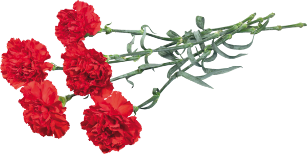 Transparent Victory Day Flower Kryddernellike Carnation for Valentines Day
