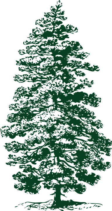 Transparent Pine Ponderosa Pine Evergreen Tree Christmas Tree for Christmas