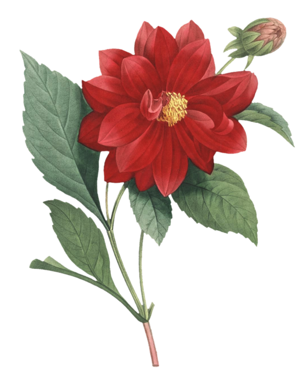 Transparent Pierrejoseph Redouté 17591840 Choix Des Plus Belles Fleurs Artist Flower Plant for Valentines Day
