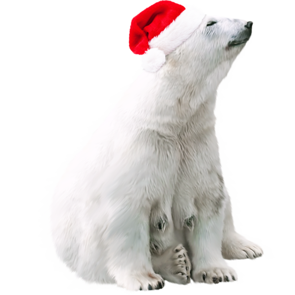 Transparent Polar Bear Bear Brown Bear for Christmas