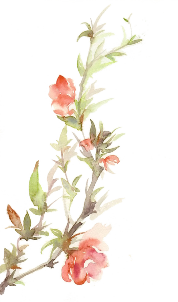 Transparent Paper Watercolor Painting Floral Design Pink Plant for Valentines Day