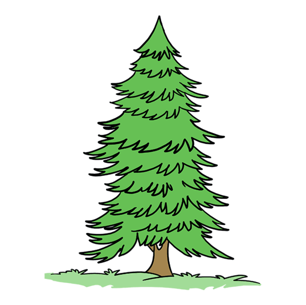 Transparent Drawing Spruce Tree Shortleaf Black Spruce Yellow Fir for Christmas