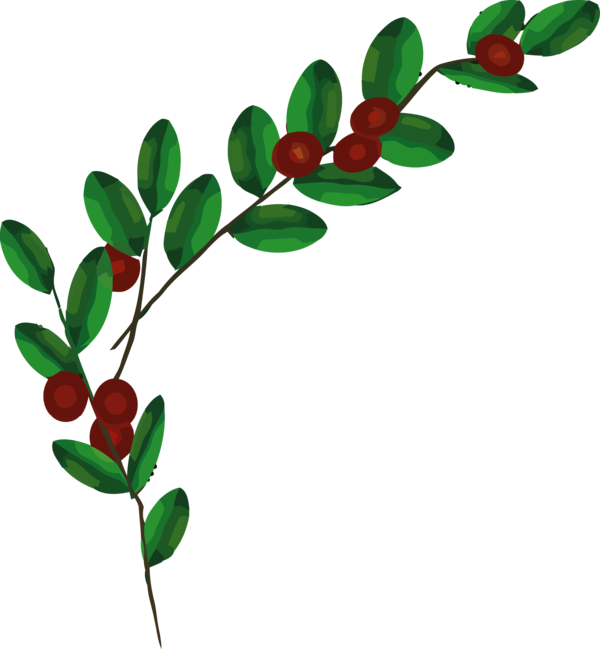Transparent Christmas Branch Plant Flower for Holly for Christmas