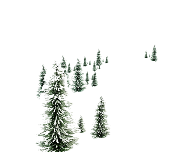 Transparent Snowman Pine Christmas Day Shortleaf Black Spruce Colorado Spruce for Christmas