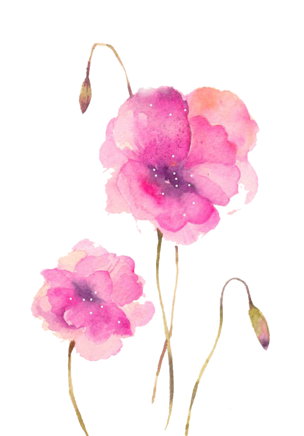 Transparent Watercolour Flowers Watercolor Painting Flower Pink Plant for Valentines Day