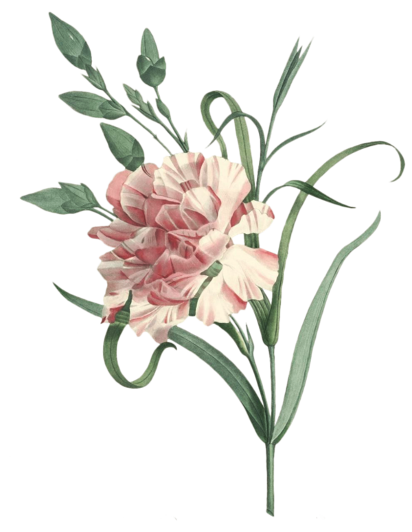 Transparent Carnation Choix Des Plus Belles Fleurs Flower Plant for Valentines Day