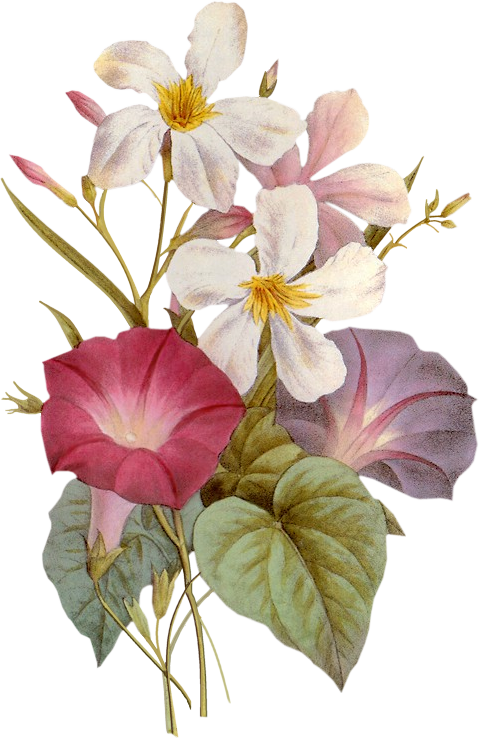 Transparent Flower Morning Night Plant for Valentines Day