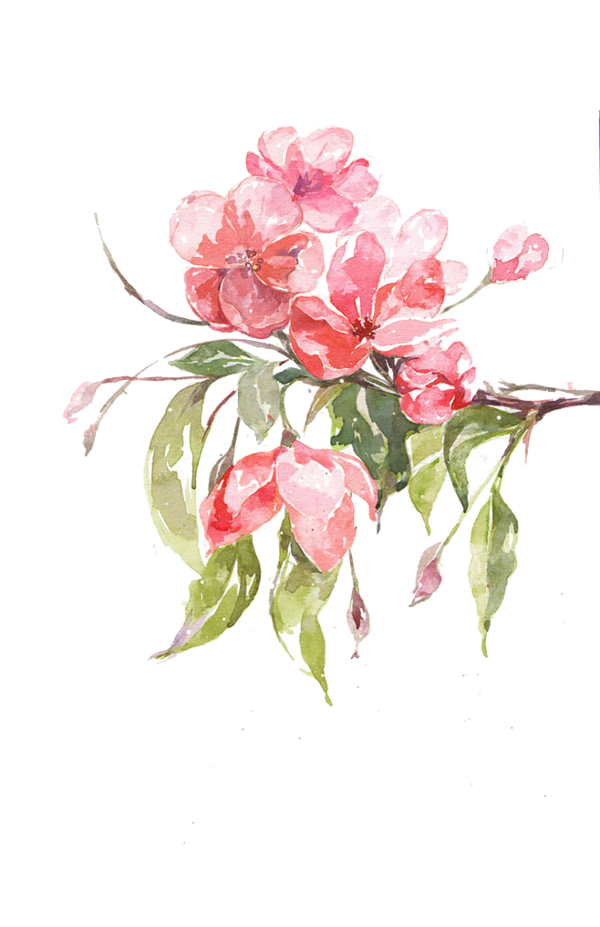 Transparent Floral Design Malus Halliana Flower Pink Plant for Valentines Day