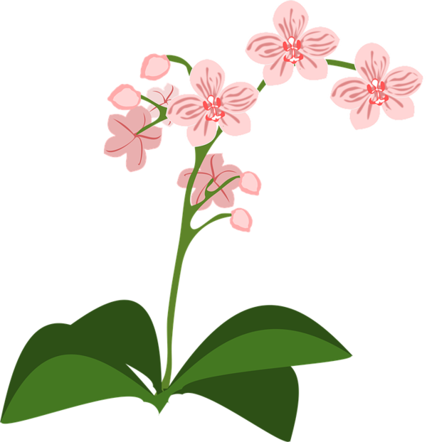 Transparent Orchids Moth Orchids Drawing Pink Plant for Valentines Day