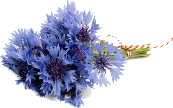 Transparent Flower Bouquet Flower Cornflower Blue for Valentines Day