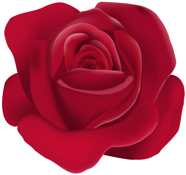 Transparent Rose Floribunda Garden Roses Plant Flower for Valentines Day
