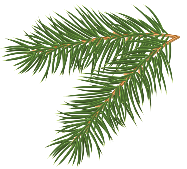 Transparent Pine Conifer Cone Branch Fir Pine Family for Christmas