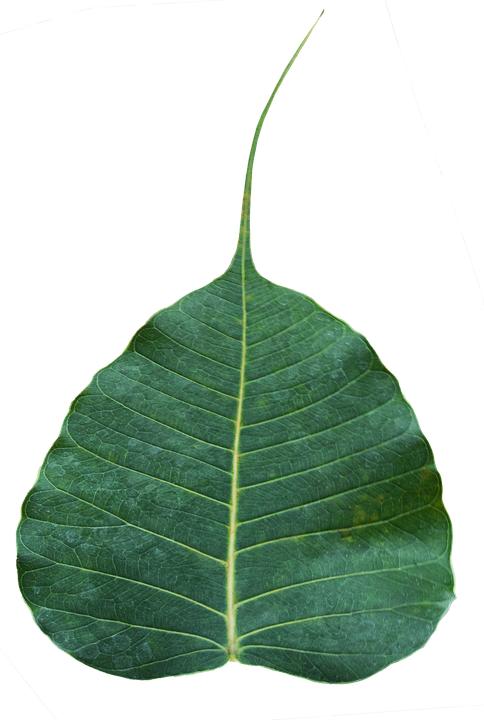 Transparent Sacred Fig Bodhi Tree Leaf Plant for Bodhi Day