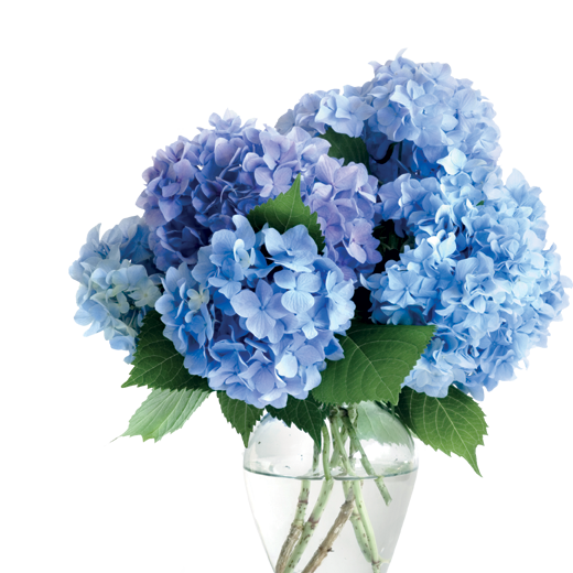 Transparent Vase Flower Hydrangea Blue for Valentines Day