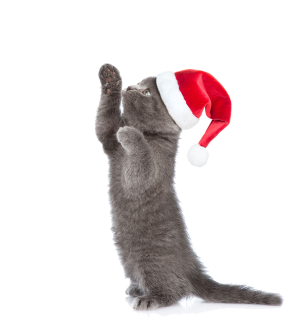 Transparent Cat Kitten Christmas Fur Paw for Christmas