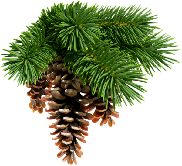 Transparent Abies Sibirica Conifer Cone Spruce Tree Pine Family for Christmas