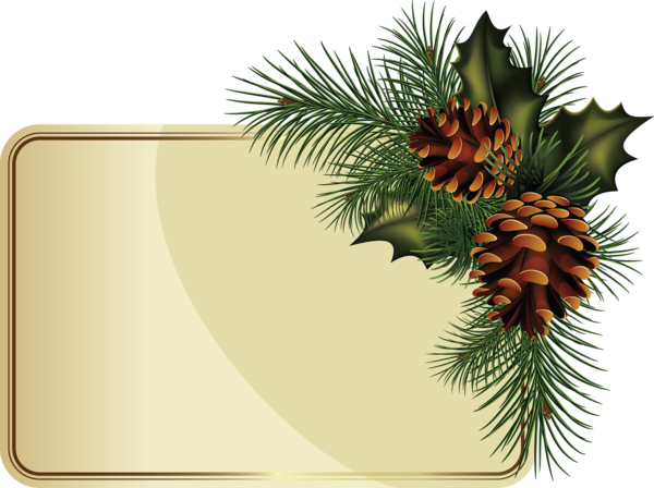 Transparent Fir Borders And Frames Conifer Cone Tree Pine Family for Christmas