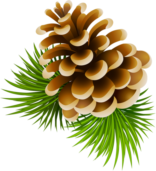 Transparent Conifer Cone Pine Cone Fir Pine Family for Christmas