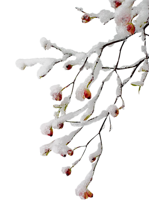 Transparent Twig Branch Tree White for Christmas